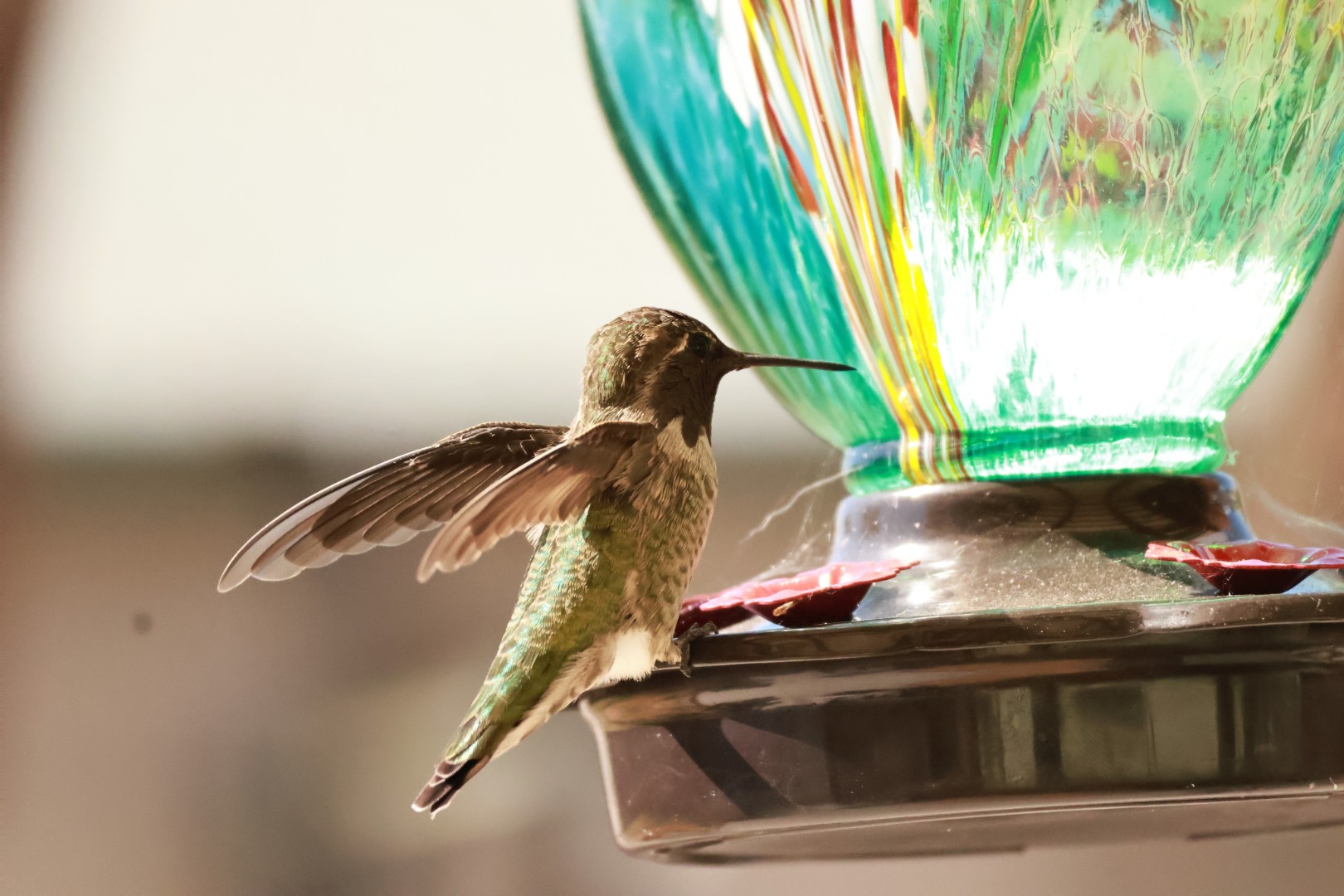 Hummingbird Landing on feeder with wings outstretched takes a drink