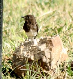 blackphoebe 1