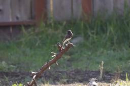 blackphoebe 4