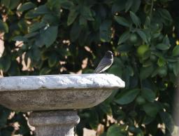 blackphoebe 5