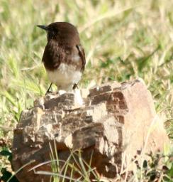 blackphoebe 3