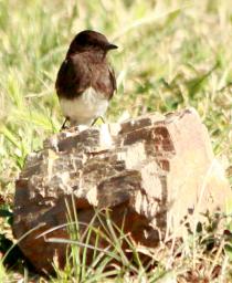 blackphoebe 2