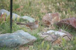 towhee