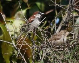 sparrow finch